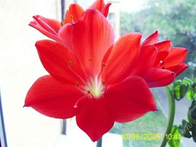 Лот: 336759. Фото: 1. амарилис с двумя шикарными цветами. Горшечные растения и комнатные цветы