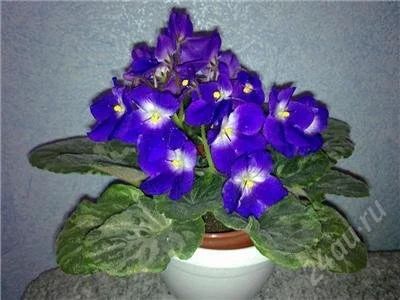 Лот: 2272431. Фото: 1. Фиалка Optimara Monet - детка. Горшечные растения и комнатные цветы