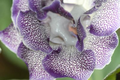 Лот: 3929727. Фото: 1. Глоксиния махровая цветет. Горшечные растения и комнатные цветы