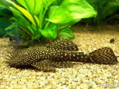 Лот: 6946952. Фото: 1. Анциструс (Ancistrus dolichopterus... Рыбки