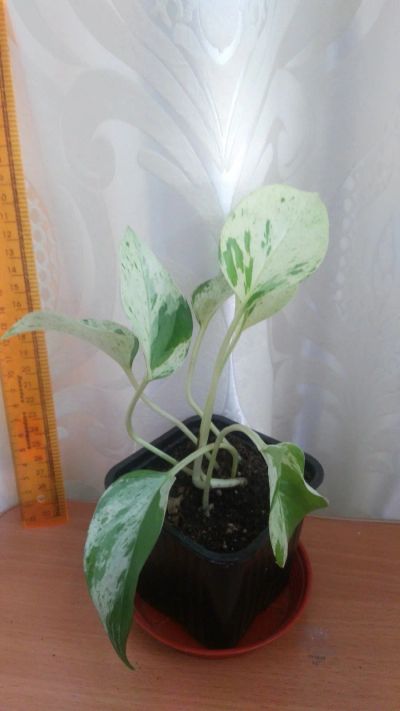 Лот: 13967642. Фото: 1. сциндапсус Marble Queen. Горшечные растения и комнатные цветы