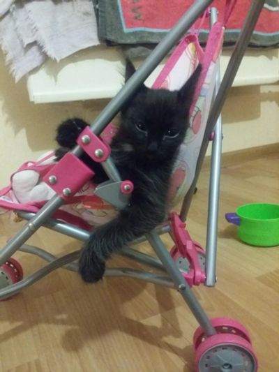 Лот: 4588111. Фото: 1. котёнок. Кошки, котята