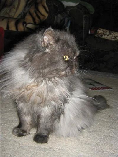Лот: 959354. Фото: 1. Отдам персидскую кошечку. Остальные животные