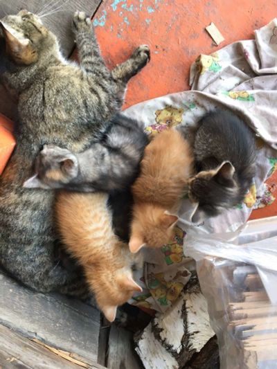 Лот: 16029774. Фото: 1. Котята. Кошки, котята