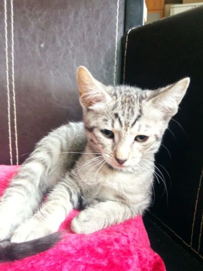 Лот: 23705997. Фото: 1. Котенок. Кошки, котята