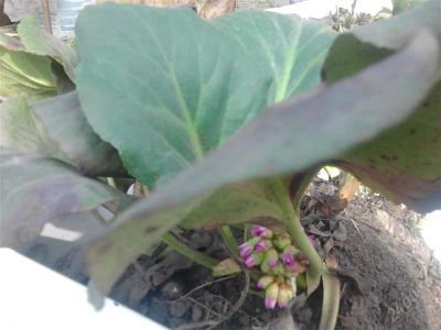 Лот: 1796878. Фото: 1. Бадан. Другое (семена, рассада, садовые растения)