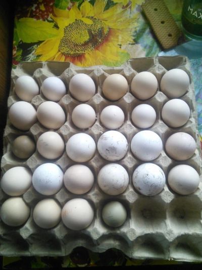 Лот: 7376588. Фото: 1. Инкубационного яйцо. Птицы