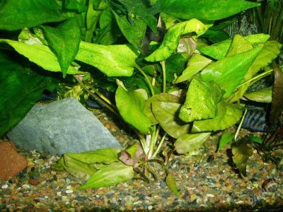 Лот: 2279289. Фото: 1. Аквариумные растения. Водные растения