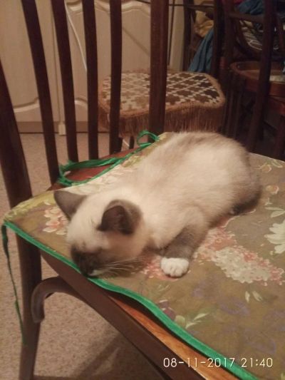 Лот: 10590355. Фото: 1. Котёнок. Кошки, котята