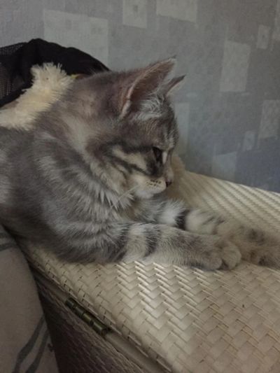 Лот: 7764902. Фото: 1. Отдам котёнка. Кошки, котята