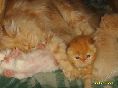 Лот: 628543. Фото: 1. персидские котята "экстрималы". Остальные животные