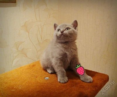 Лот: 5965264. Фото: 1. Британские котята. Кошки, котята