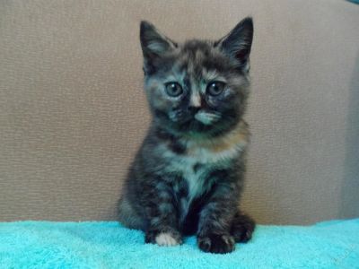 Лот: 3766449. Фото: 1. продам котенка. Кошки, котята