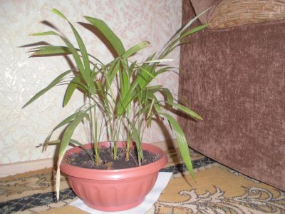 Лот: 4021158. Фото: 1. Пальмочки. Горшечные растения и комнатные цветы