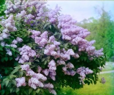 Лот: 19075598. Фото: 1. Сирень саженец. Декоративные кустарники и деревья