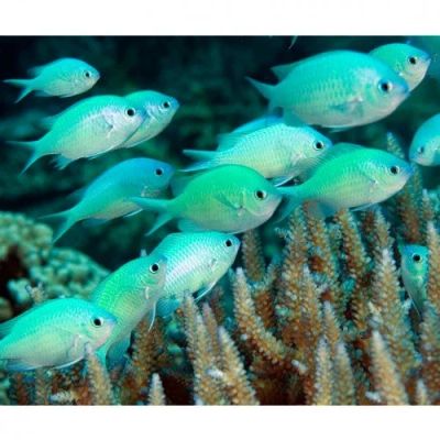 Лот: 16719916. Фото: 1. Хромис зеленый Chromis viridis. Рыбки