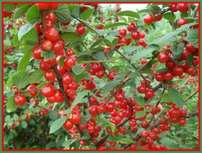 Лот: 4021403. Фото: 1. вишня кустовая. Другое (семена, рассада, садовые растения)