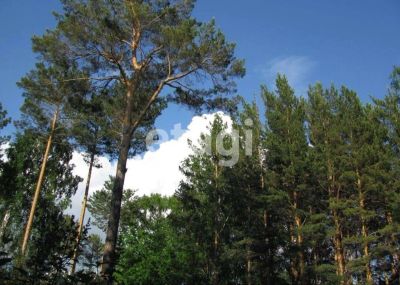 Лот: 25293919. Фото: 1. участок , садоводческое некоммерческое... Земельные участки