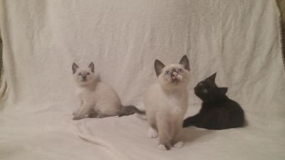 Лот: 10498784. Фото: 1. Котенок. Кошки, котята