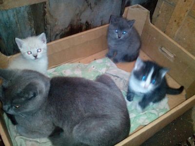 Лот: 7941508. Фото: 1. Отдам котят в хорошие руки, наполовину... Кошки, котята