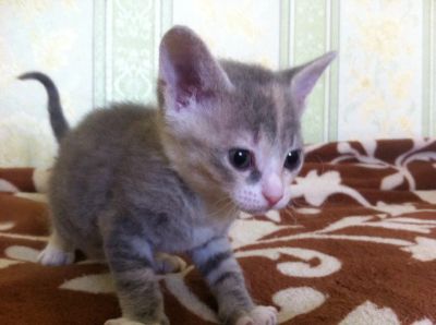 Лот: 7661915. Фото: 1. Предлагается к продаже котёнок... Кошки, котята