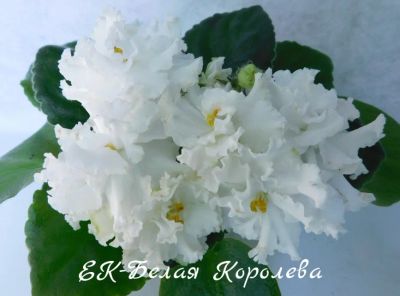 Лот: 8474009. Фото: 1. Фиалка сортовая ЕК-Белая Королева-лист. Горшечные растения и комнатные цветы