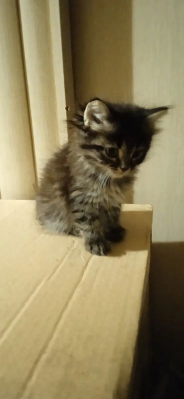 Лот: 20370299. Фото: 1. Котëнок. Кошки, котята