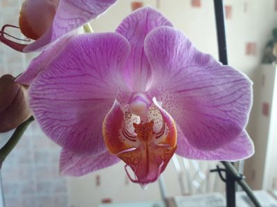 Лот: 13734081. Фото: 1. Орхидея фаленопсис цветущая. Горшечные растения и комнатные цветы