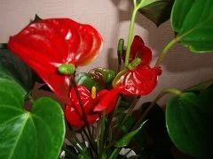 Лот: 4199984. Фото: 1. антуриум Sierra. Горшечные растения и комнатные цветы