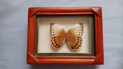 Лот: 15990917. Фото: 1. Сувенир засушенная бабочка в рамке... Другое (сувениры, подарки)