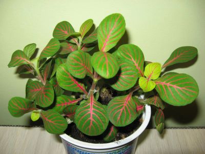 Лот: 2909656. Фото: 1. Фиттония 8. Горшечные растения и комнатные цветы