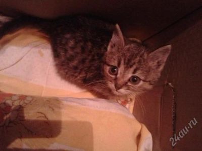 Лот: 2450729. Фото: 1. Одно месячный котенок бесплатно... Кошки, котята
