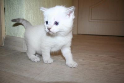 Лот: 8388407. Фото: 1. Шотландская прямоухая. Кошки, котята