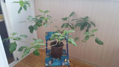 Лот: 7897154. Фото: 1. Роза. Горшечные растения и комнатные цветы