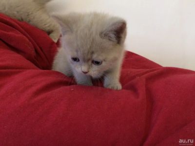 Лот: 9818082. Фото: 1. Котенок лиловый шотландский. Кошки, котята
