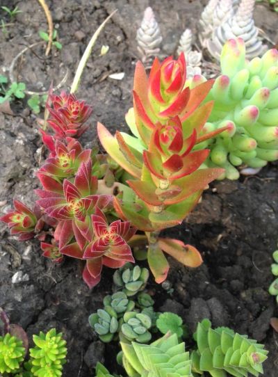 Лот: 8404104. Фото: 1. Crassula Himaturi (Япония). Горшечные растения и комнатные цветы