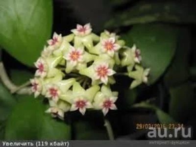 Лот: 13627705. Фото: 1. Хойя Hoya sp. (GPS-10068) Davau... Горшечные растения и комнатные цветы