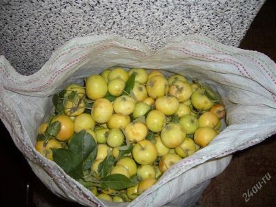Лот: 2058200. Фото: 1. ранетки крупные. Овощи, фрукты, зелень