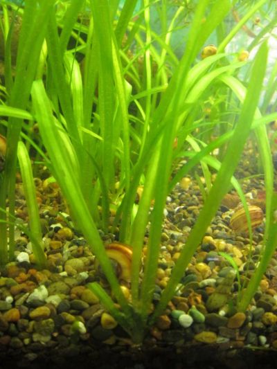 Лот: 4274978. Фото: 1. валиснерия,цена за кустик. Водные растения