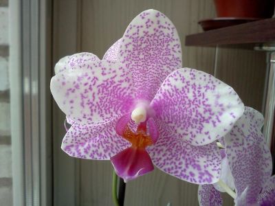 Лот: 5796457. Фото: 1. Орхидея фаленопсис цветущий. Горшечные растения и комнатные цветы