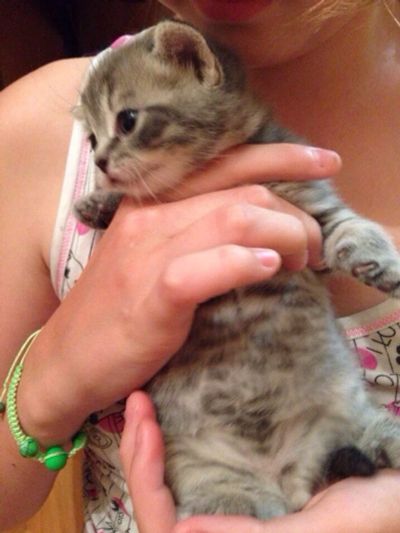 Лот: 4339099. Фото: 1. Британцы котята. Кошки, котята