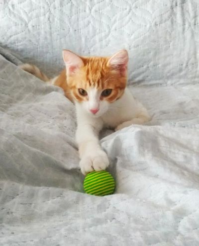 Лот: 23377563. Фото: 1. Котенок 3 месяца. Кошки, котята