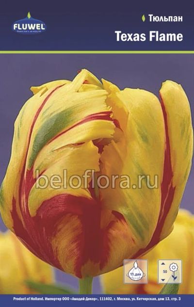 Лот: 6187850. Фото: 1. Тюльпан Texas Flame. Луковица. Другое (семена, рассада, садовые растения)