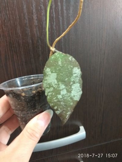 Лот: 11853111. Фото: 1. хойя каудата (hoya caudata silver... Горшечные растения и комнатные цветы