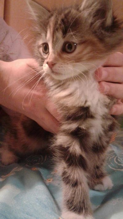 Лот: 8849716. Фото: 1. Котята курильского бобтейла. Кошки, котята