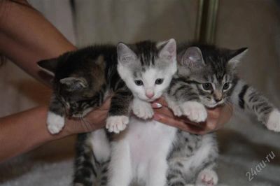 Лот: 2698756. Фото: 1. Котята Курильский Бобтейл. Кошки, котята