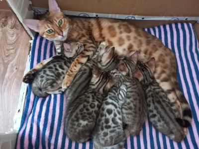 Лот: 21381927. Фото: 1. Бенгальские котята. Кошки, котята