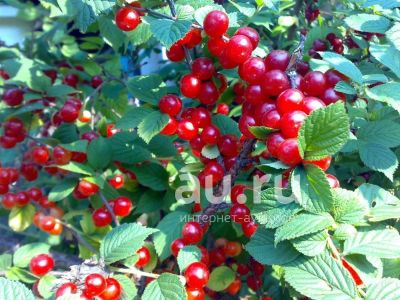 Лот: 20593501. Фото: 1. Три литра вишни войлочной свежей. Ягоды, орехи