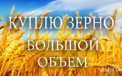 Лот: 8505003. Фото: 1. Куплю кормовое зерно (фураж, фуражное... Крупы, сыпучие продукты