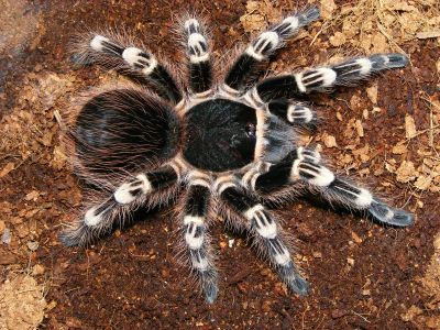 Лот: 8875363. Фото: 1. Паук птицеед Acanthoscurria geniculata... Остальные животные